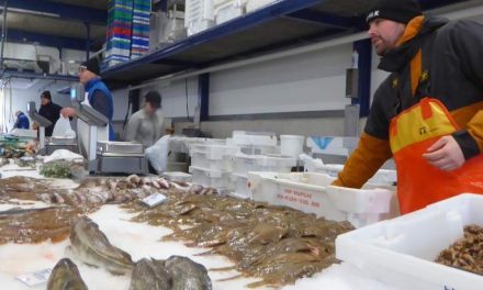Amersfoort is verdeeld: Het dilemma van de levende krab op de markt