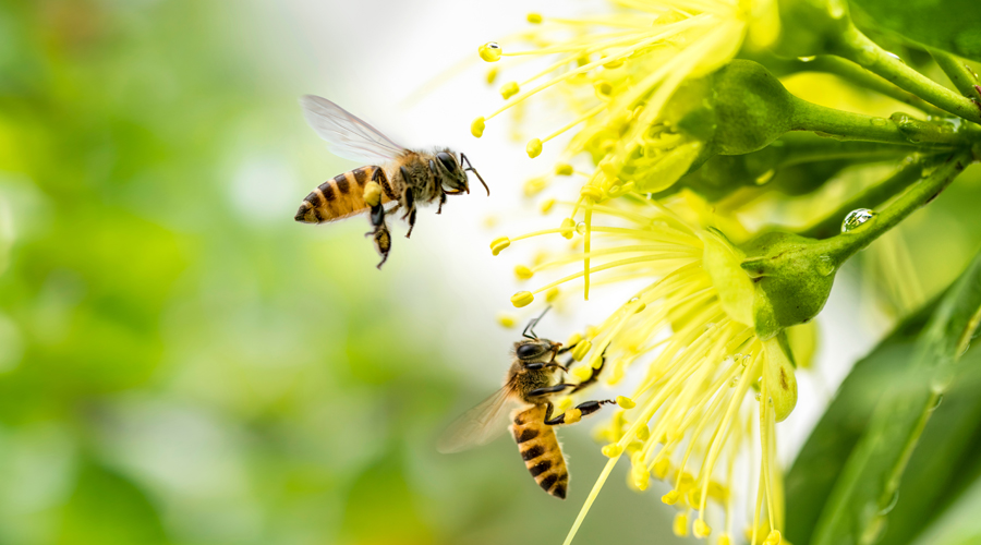 Amersfoort Bloeit: Samen Vooruit voor Bijen en Biodiversiteit