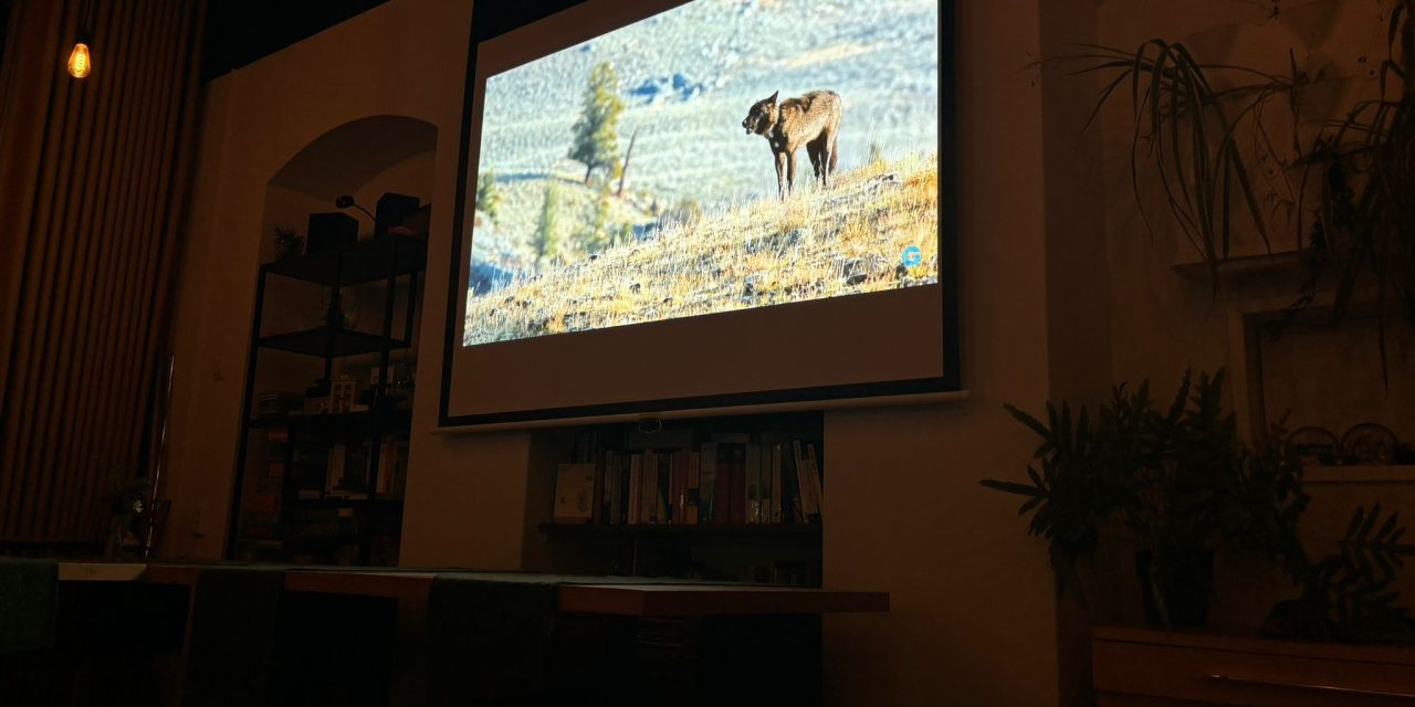 Filmavond in buurthuis: de wolf op het witte doek