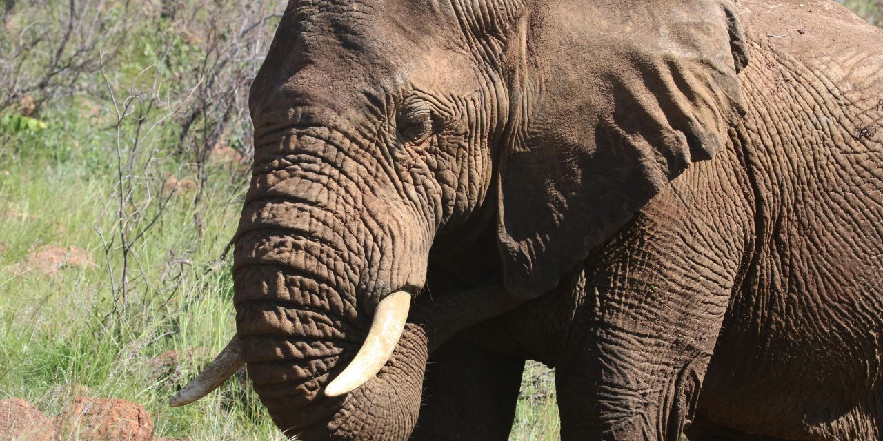 Dierenpark Amersfoort werkt samen met Universiteit Utrecht aan vaccin tegen dodelijk virus bij olifanten