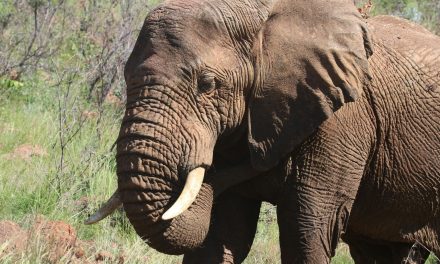 Dierenpark Amersfoort werkt samen met Universiteit Utrecht aan vaccin tegen dodelijk virus bij olifanten