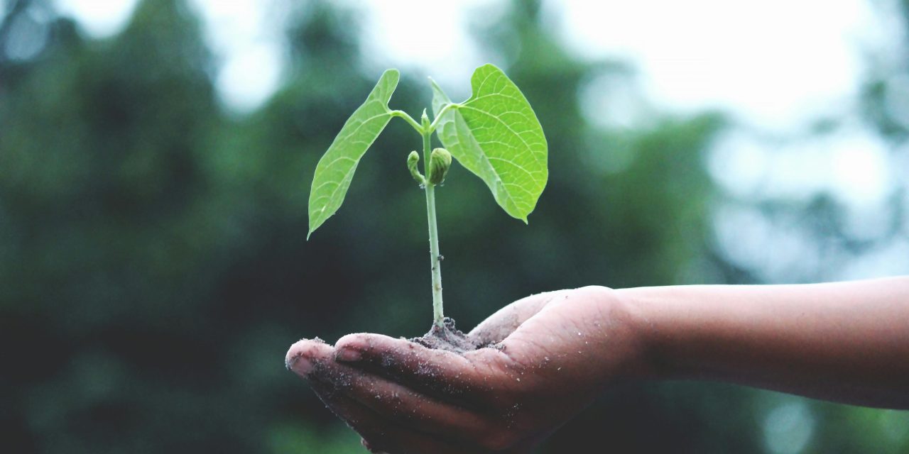 Subsidie voor groene daken