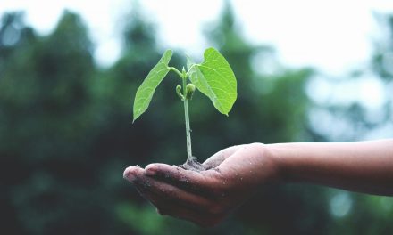 Subsidie voor groene daken