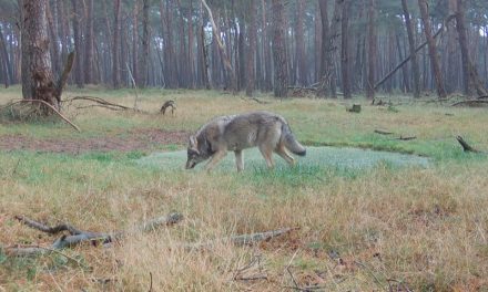 Wolf in Leusden veroorzaakt felle discussie: moet hij blijven of weg?