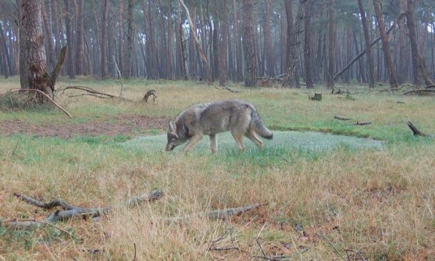 Wolf in Leusden veroorzaakt felle discussie: moet hij blijven of weg?