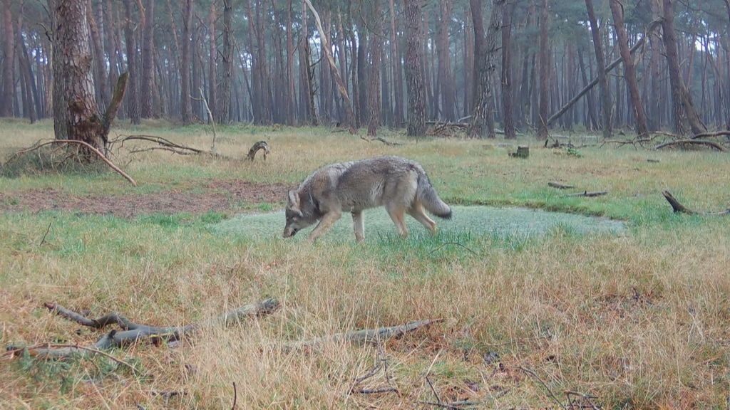 Wolf in Leusden veroorzaakt felle discussie: moet hij blijven of weg?