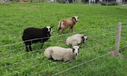 Wolven in Amersfoort, maar boeren maken zich geen zorgen