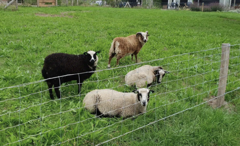 Wolven in Amersfoort, maar boeren maken zich geen zorgen