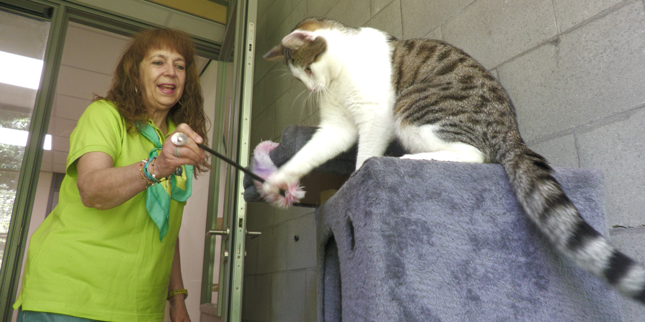 Karin Moritz over katten voorlezen: “Ik zie dat katten ook heel blij van kinderen worden”