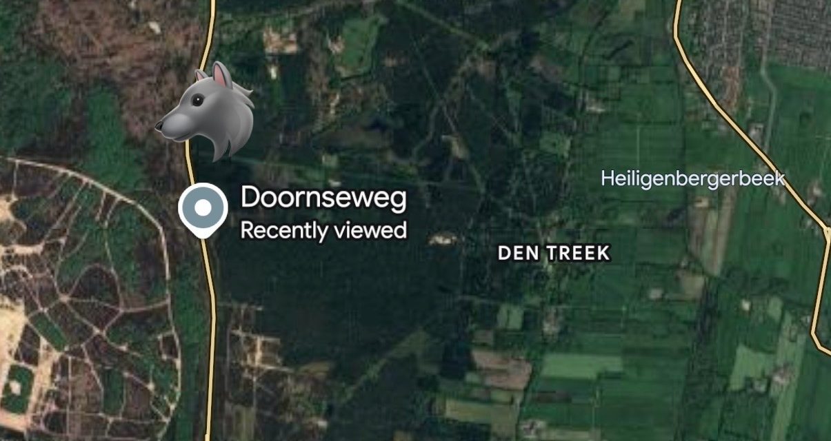 Wolvin aangereden in Leusden