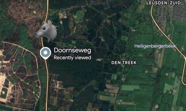 Wolvin aangereden in Leusden
