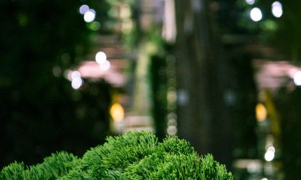 Groenoffensief Amersfoort bereikt Hellestraat en Stadsring