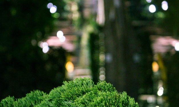 Groenoffensief Amersfoort bereikt Hellestraat en Stadsring