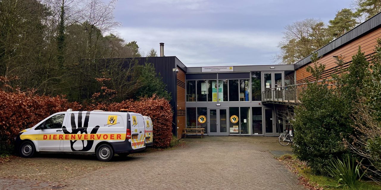 Een wollige bollige Golden Retriever als kerstcadeau?