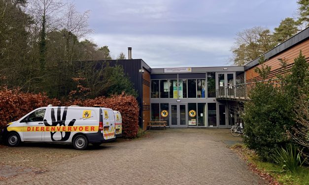 Een wollige bollige Golden Retriever als kerstcadeau?