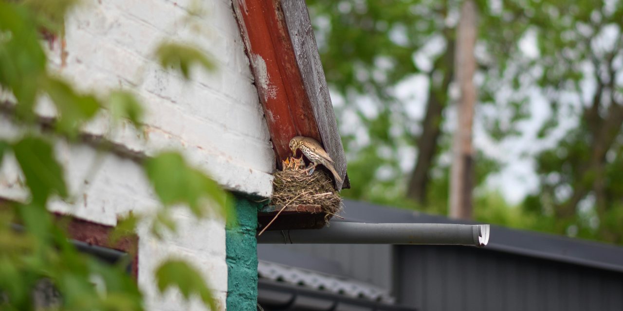 Isoleren zonder schade aan dieren: zo werkt het soortenmanagementplan van Amersfoort