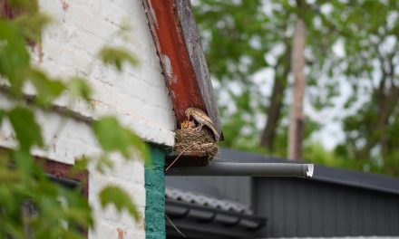 Isoleren zonder schade aan dieren: zo werkt het soortenmanagementplan van Amersfoort