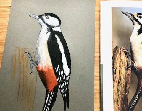 Interview met Lisa over de Workshop Aquarel – Vogels