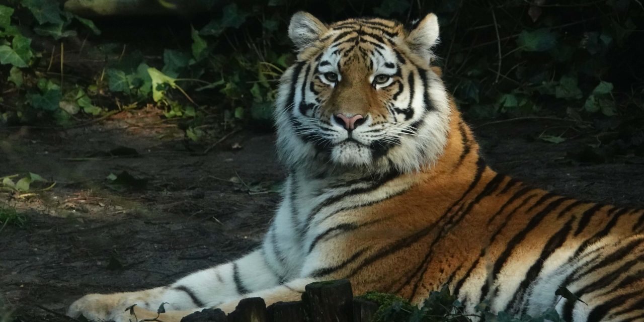 Nieuwe tijger Dierenpark Amersfoort: kat in de zak of een terechte aanwinst?