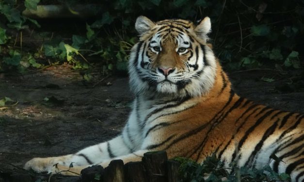 Nieuwe tijger Dierenpark Amersfoort: kat in de zak of een terechte aanwinst?