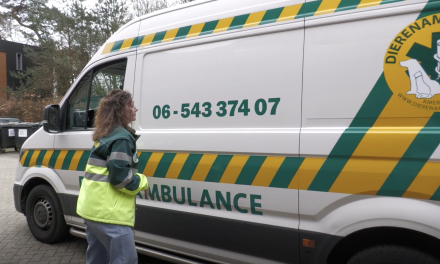 Meer jonge dieren in de lente: wanneer ingrijpen?