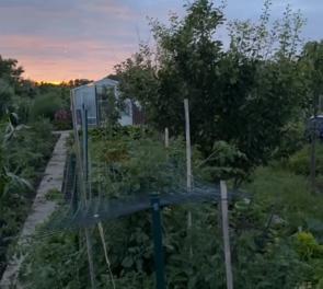 Steeds meer Nederlanders kiezen voor een moestuin door behoefte aan gezond en duurzaam eten