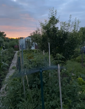 Steeds meer Nederlanders kiezen voor een moestuin door behoefte aan gezond en duurzaam eten