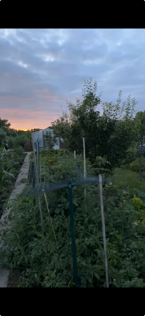 Steeds meer Nederlanders kiezen voor een moestuin door behoefte aan gezond en duurzaam eten