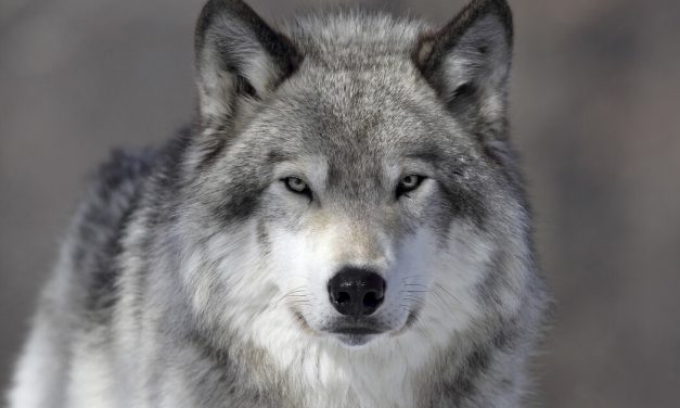 Onrust bij boeren voor de wolf in Groenekan