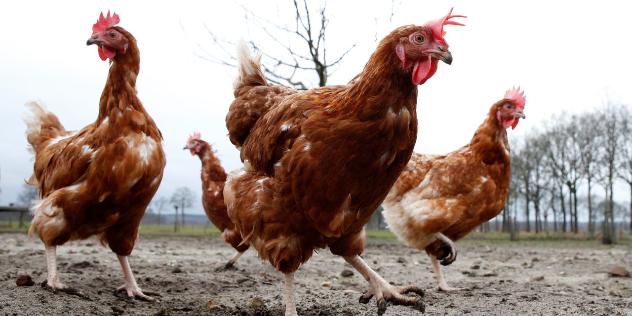 Veel hobbykippenhouders in Groenekan doen niet aan afschermplicht