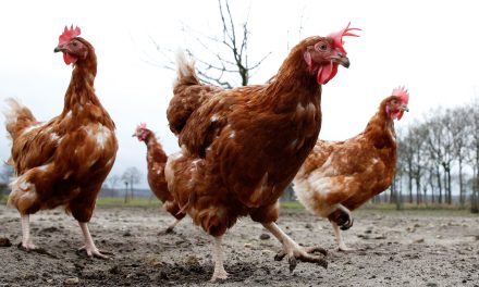 Veel hobbykippenhouders in Groenekan doen niet aan afschermplicht