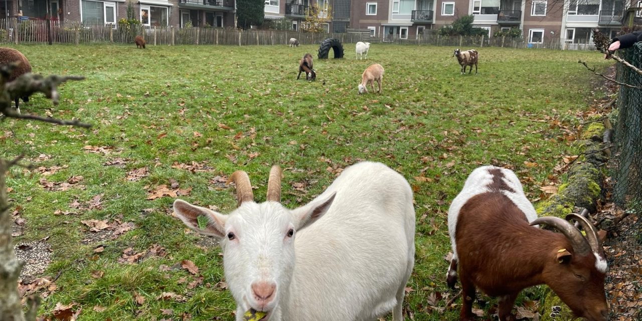 Dierenwelzijn als hoogste prioriteit bij kinderboerderij de Schaapskooi