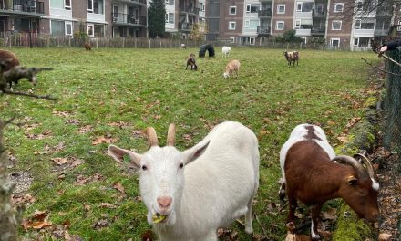 Dierenwelzijn als hoogste prioriteit bij kinderboerderij de Schaapskooi