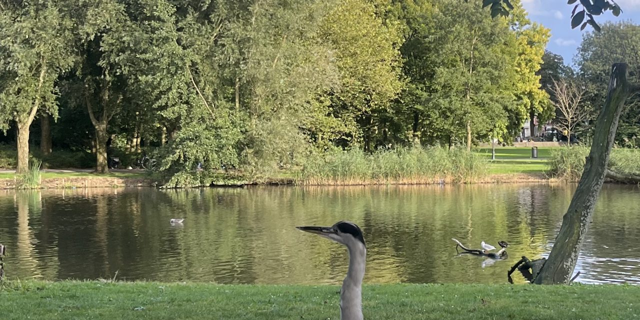 Silverein: Een Reflectie op Verandering en Zelfontdekking in de Zorgsector