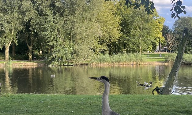 Silverein: Een Reflectie op Verandering en Zelfontdekking in de Zorgsector