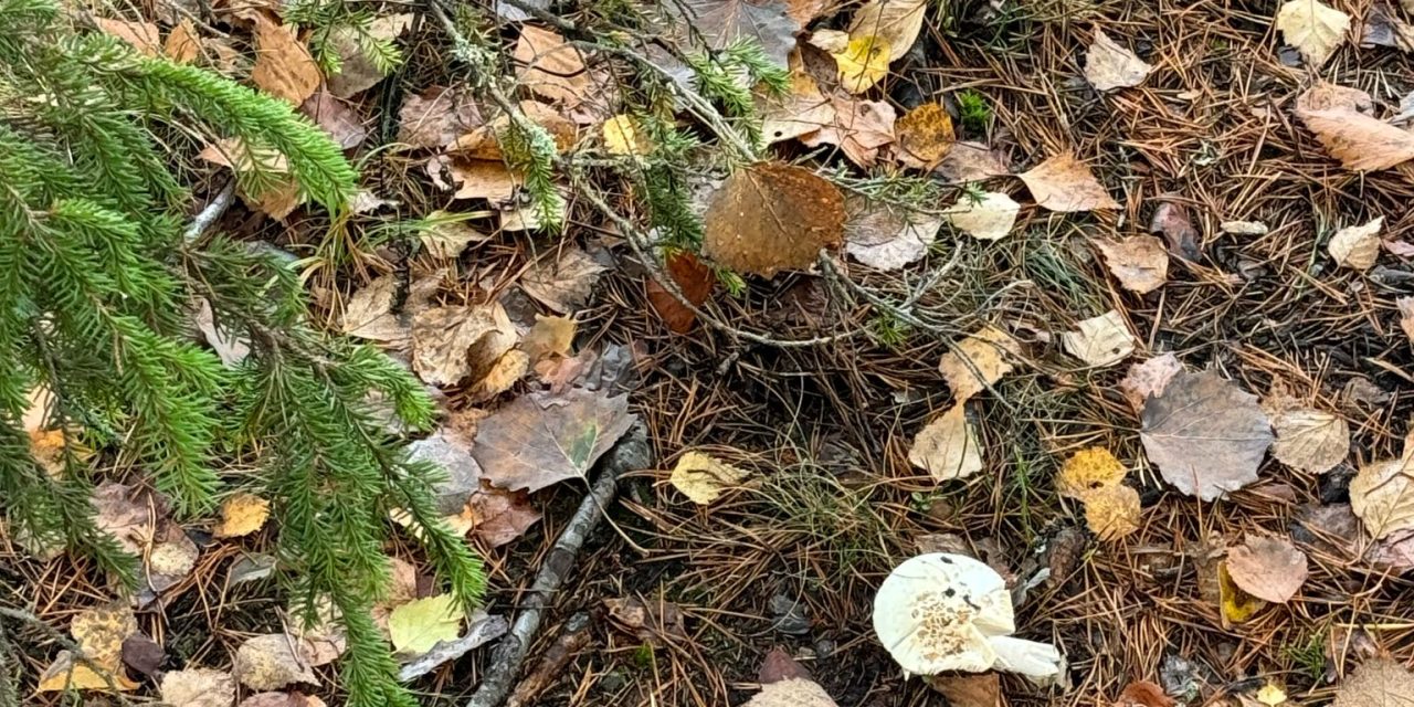 Glanzend Wit: De Groeiende trend van Tandenbleken in Bilthoven