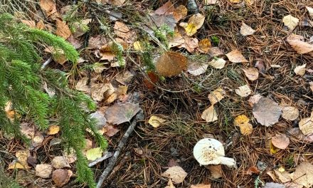 Glanzend Wit: De Groeiende trend van Tandenbleken in Bilthoven