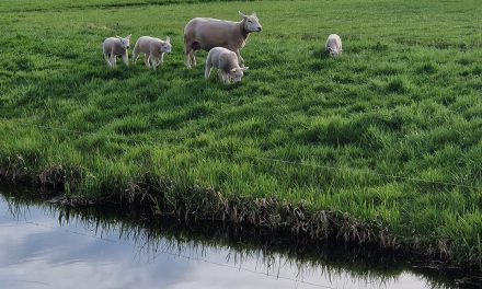 Bilthoven zet grote stap in de woningbouw