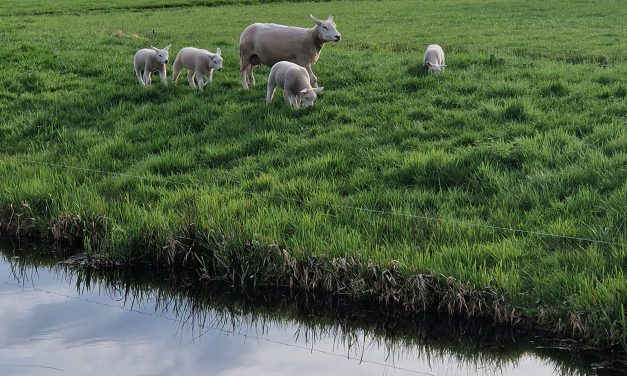 Bilthoven zet grote stap in de woningbouw