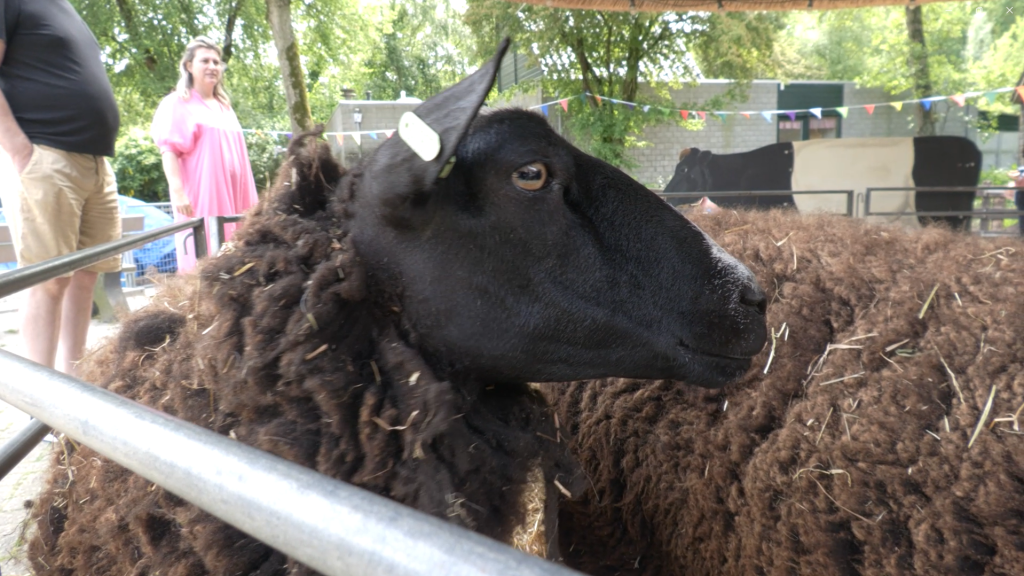 Schapen scheren wordt feestelijk gevierd op kinderboerderij de Kooi