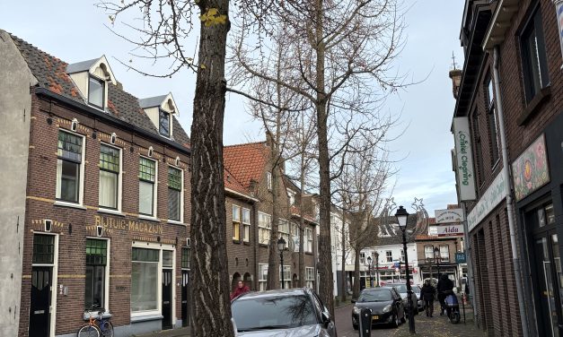 Stank van vallende Ginkgo vruchten zorgt opnieuw voor ergernis in Culemborg