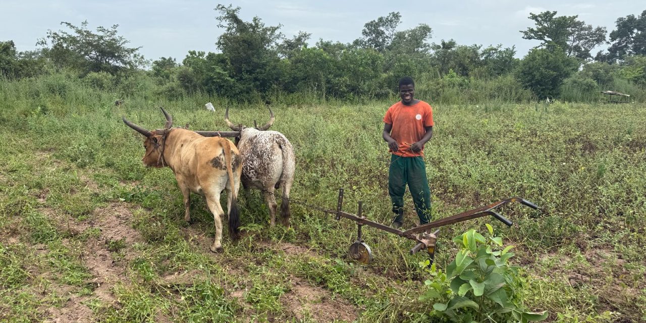 Culemborgse ondernemer Walter Baart duikt in de Gambiaanse houtproductie