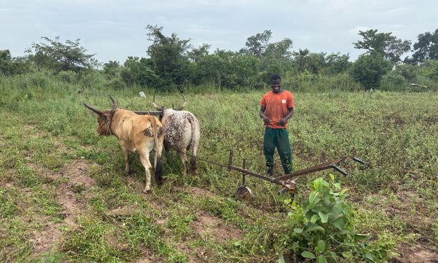 Culemborgse ondernemer Walter Baart duikt in de Gambiaanse houtproductie