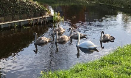Vogel griep slaat toe: grote impact op wilde vogels en hobbypluimvee