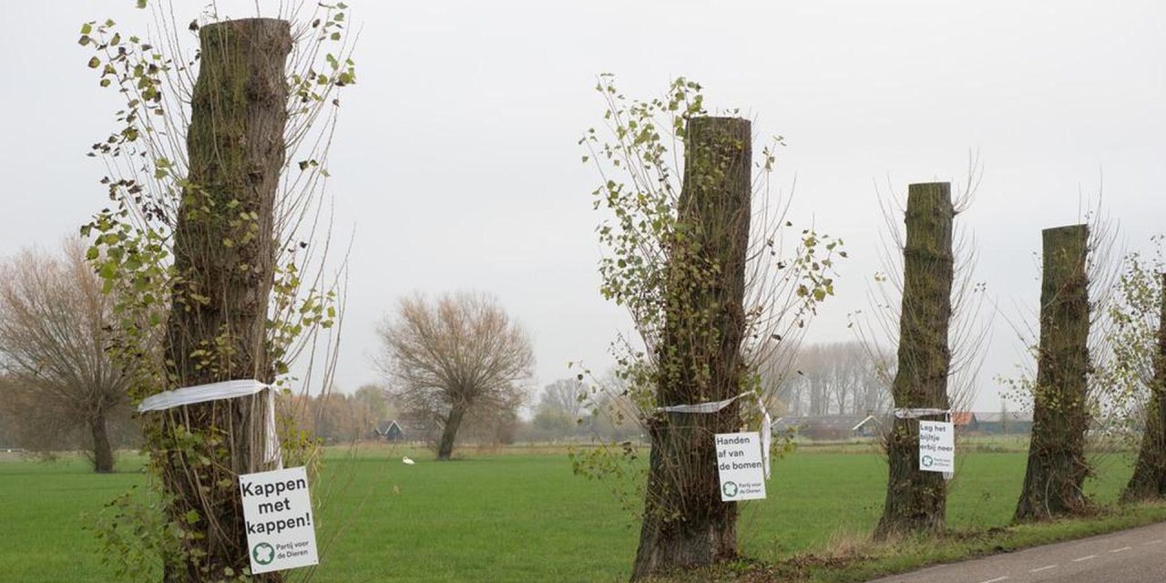 Gemeente handelde zorgvuldig bij bomenkap, zegt NVWC