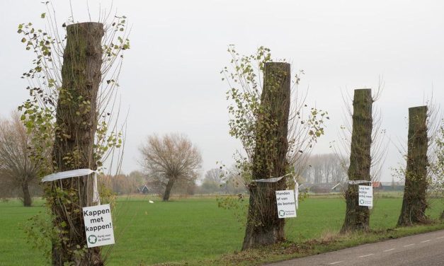 Gemeente handelde zorgvuldig bij bomenkap, zegt NVWC