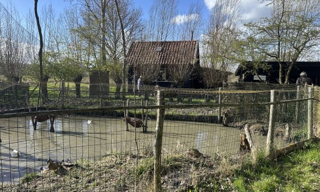 Eendenkooien: stille plekken, met grote betekenis