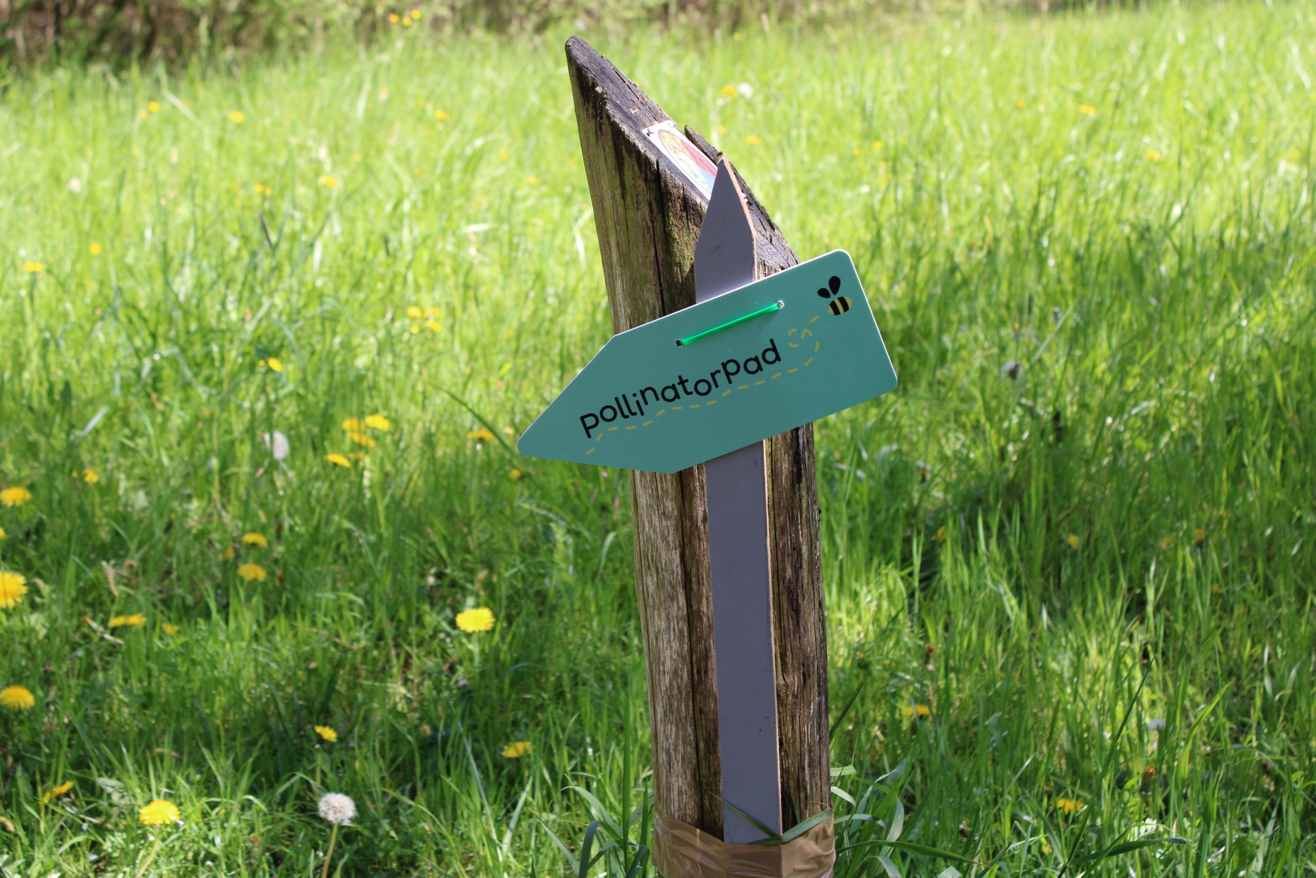 Een pad voor bij en mens: eerste zaadjes geplant voor Pollinatorpad in Culemborg
