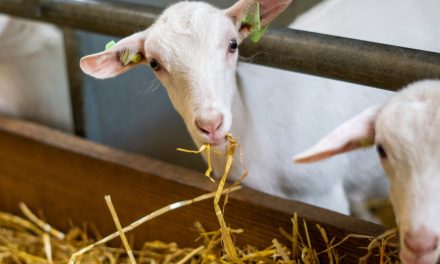 Longontsteking vanwege geitenhouderijen