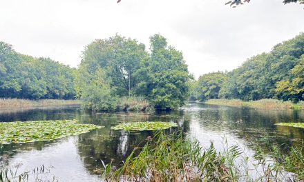 Actiever handhaven op hondenverbod rond Biltsche Meertje